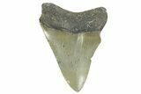 Juvenile Megalodon Tooth - North Carolina #377036-1